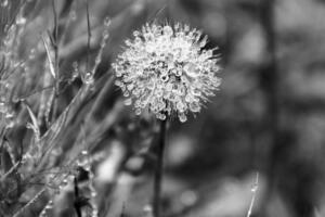 _DSC0228